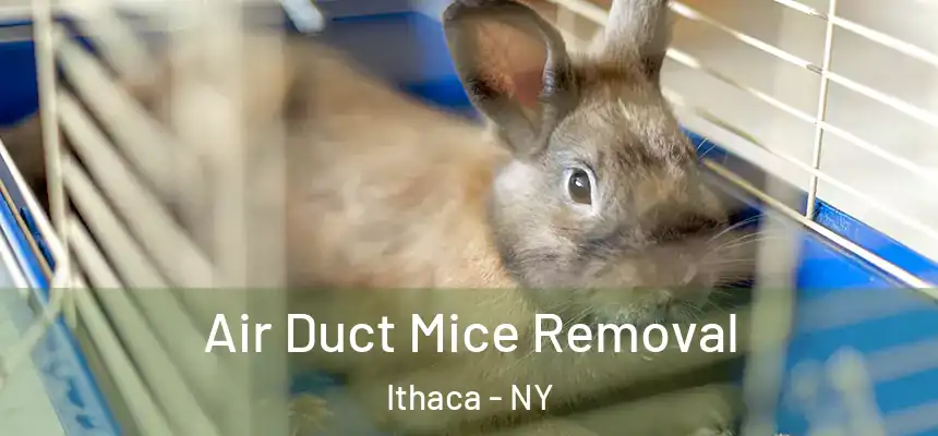 Air Duct Mice Removal Ithaca - NY
