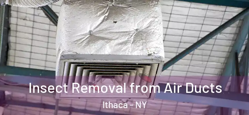 Insect Removal from Air Ducts Ithaca - NY
