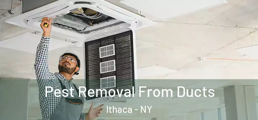 Pest Removal From Ducts Ithaca - NY